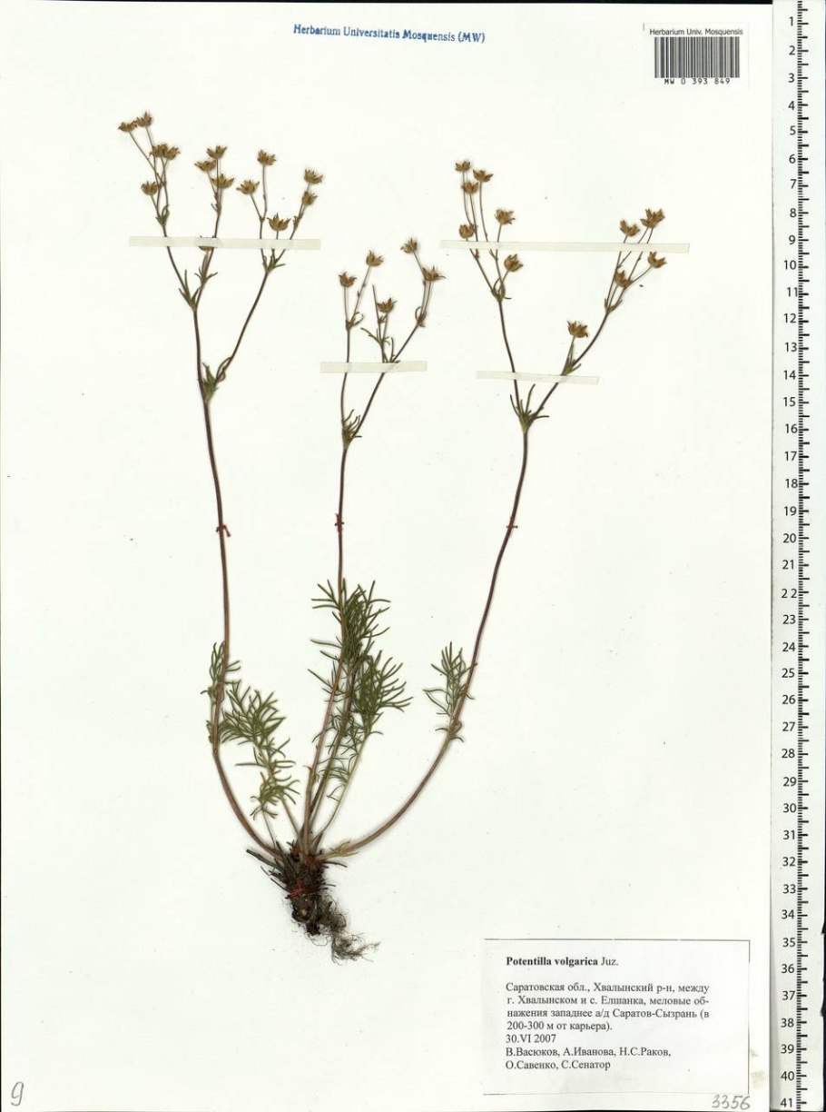 Лапчатка врангелевская