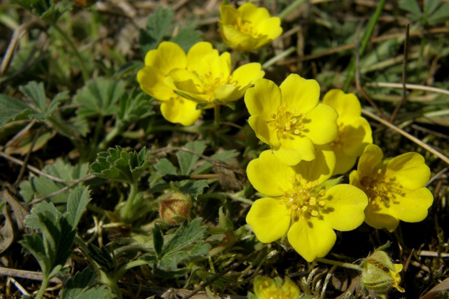 Лапчатка врангелевская