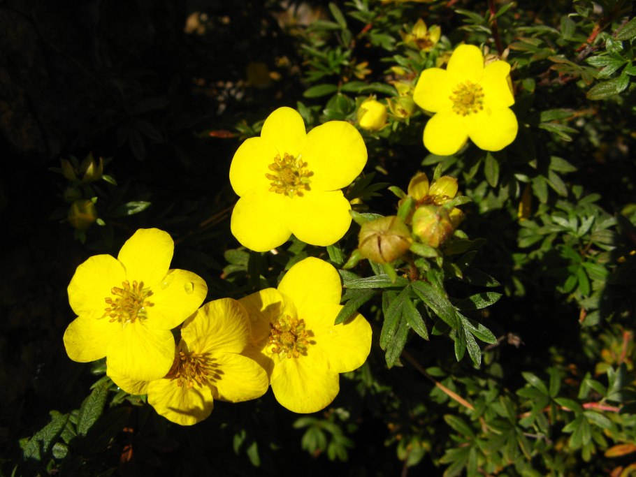 Лапчатка гусиная серебристая