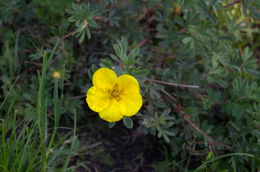 Лапчатка анахоретская