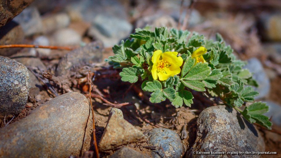 Лапчатка Песчаная