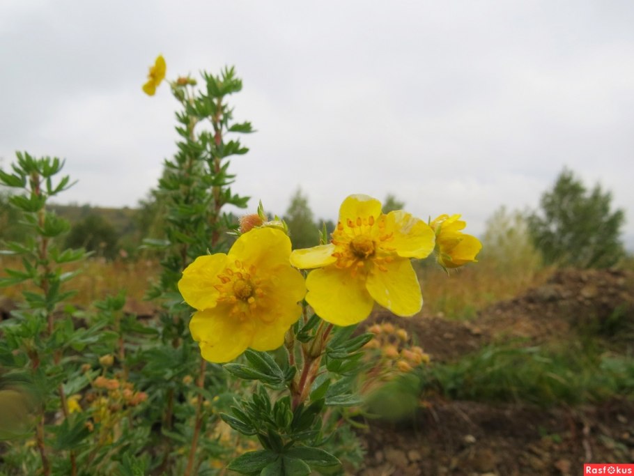 Лапчатка врангелевская