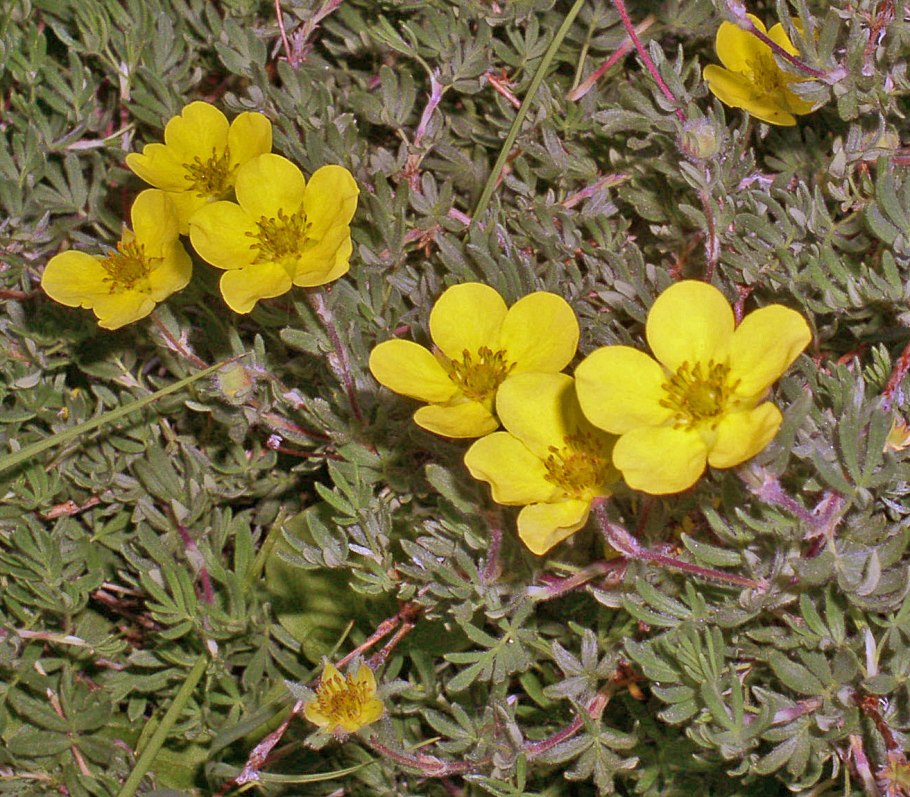 Лапчатка Песчаная (Potentilla arenaria)