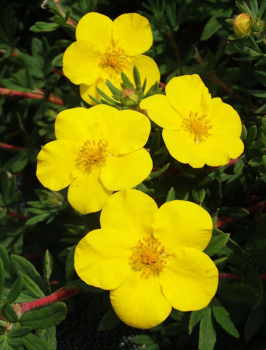 Лапчатка Степная Волжская