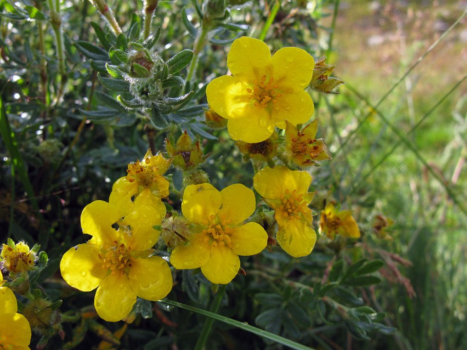 Курильский чай кустарниковый (dasiphora fruticosa (l.) o. Schwarz)