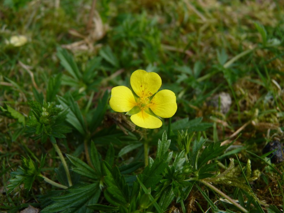 Лапчатка прямостоячая красная