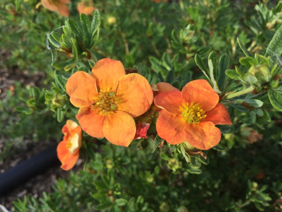 Лапчатка Монтдор