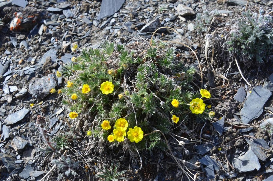 Лапчатка кустарниковая Сансет