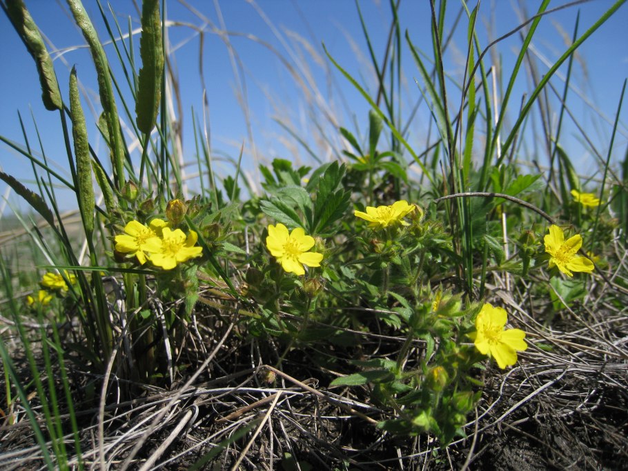 Лапчатка Степная Волжская