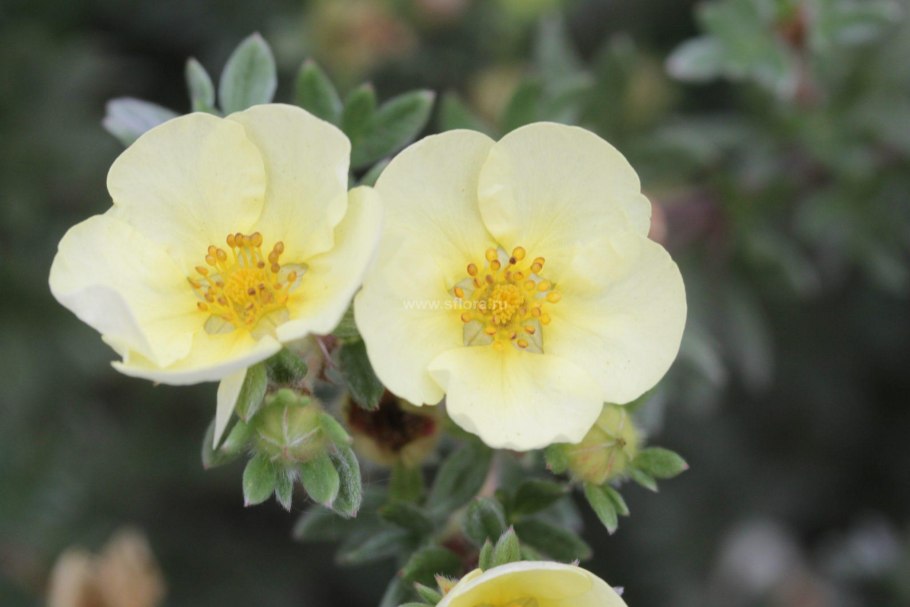 Potentilla megalantha