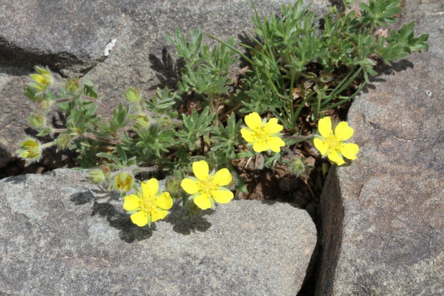 Лапчатка Арктическая