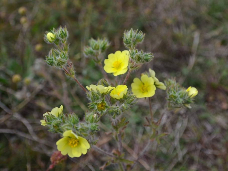 Лапчатка Песчаная