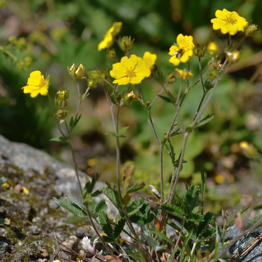 Potentilla megalantha