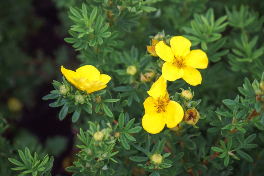 Potentilla Nivea