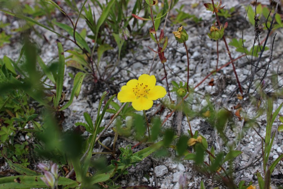 Лапчатка шерстистоплодная