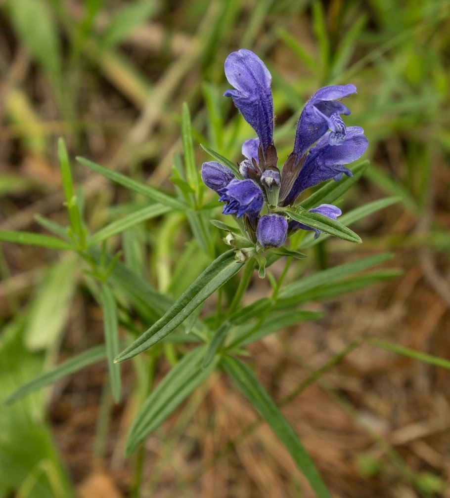 Змееголовник Рюйша Dracocephalum ruyschiana l.