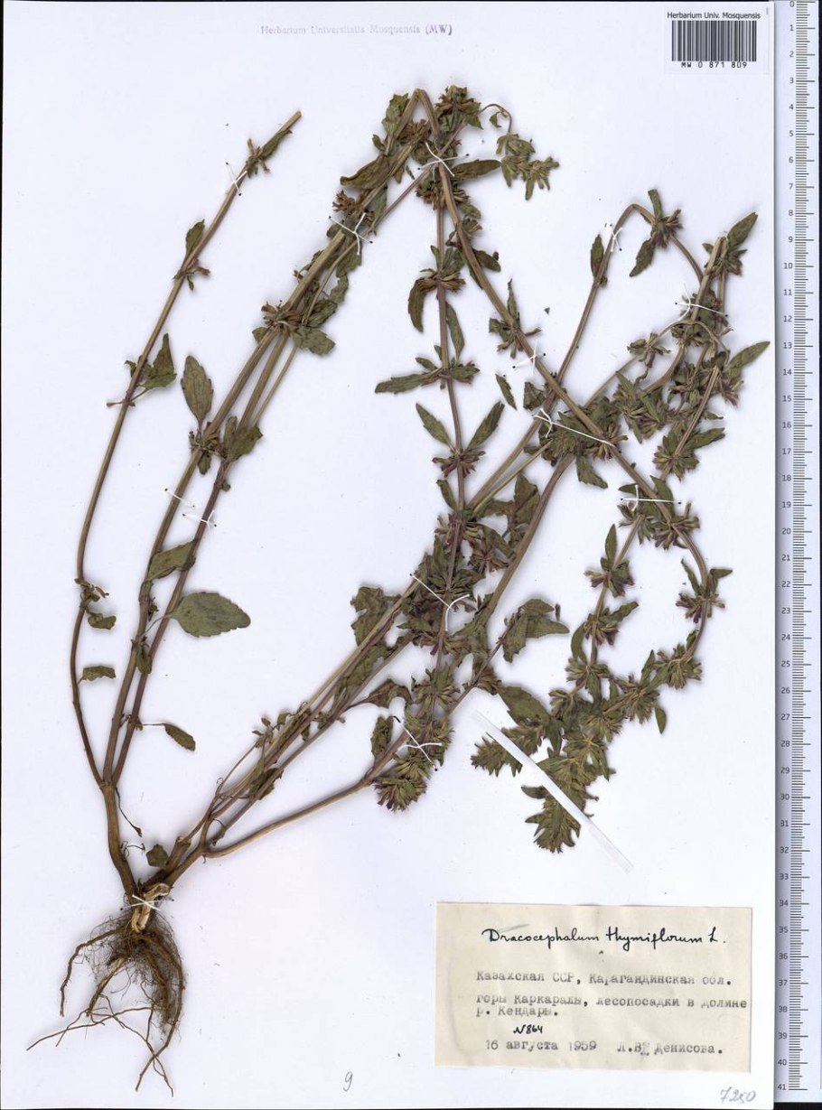 Змееголовник поникающий Dracocephalum Nutans