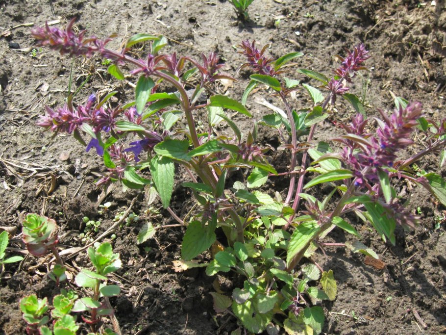 Dracocephalum thymiflorum