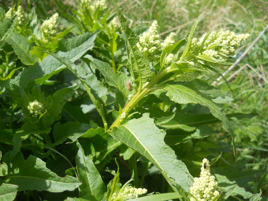 Свёкла венчикоцветная растение