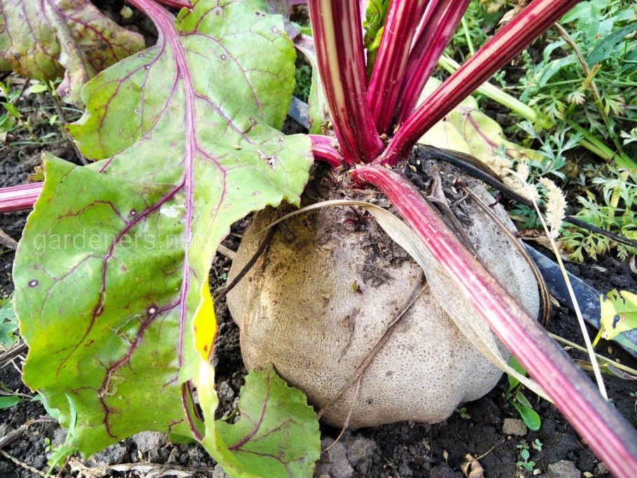 Овощи свекла