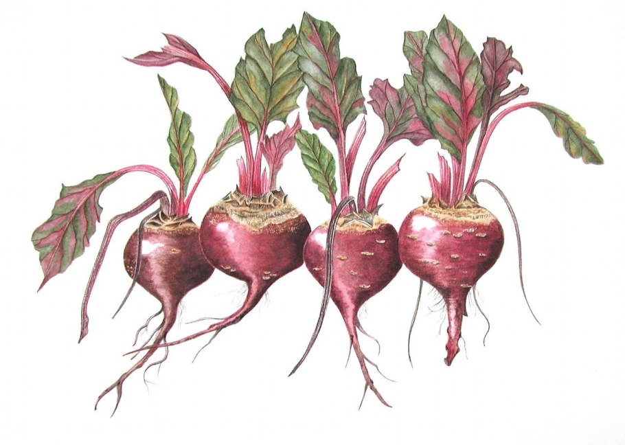 Свекла домашняя
