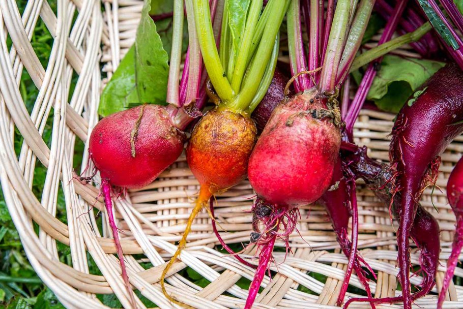 Свекла столовая бордо 237