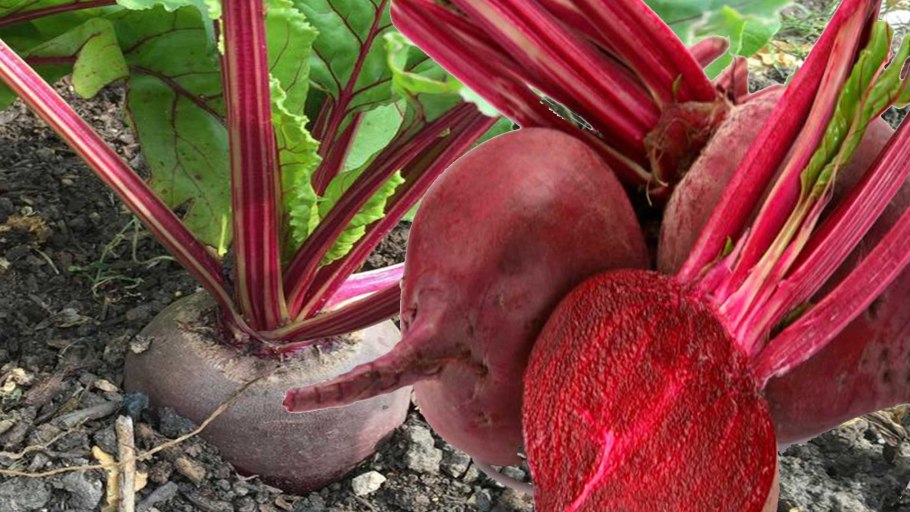 Свекла для детей