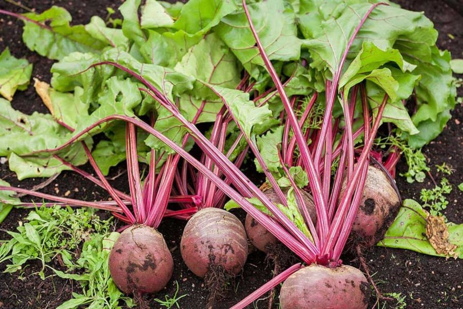 Свекла с орехами и чесноком