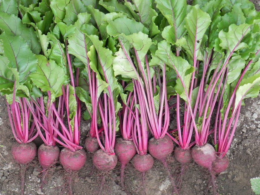 Отвращение к свекле причины