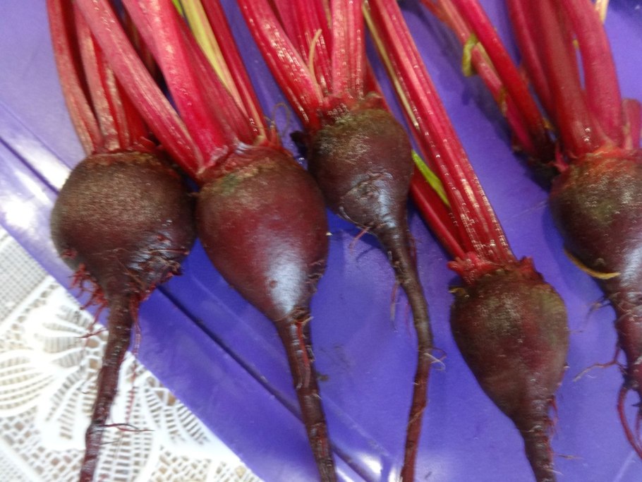 Свекла Нобол (Аэлита)