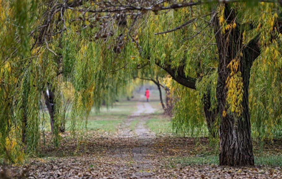 Ива ушастая (Salix Aurita