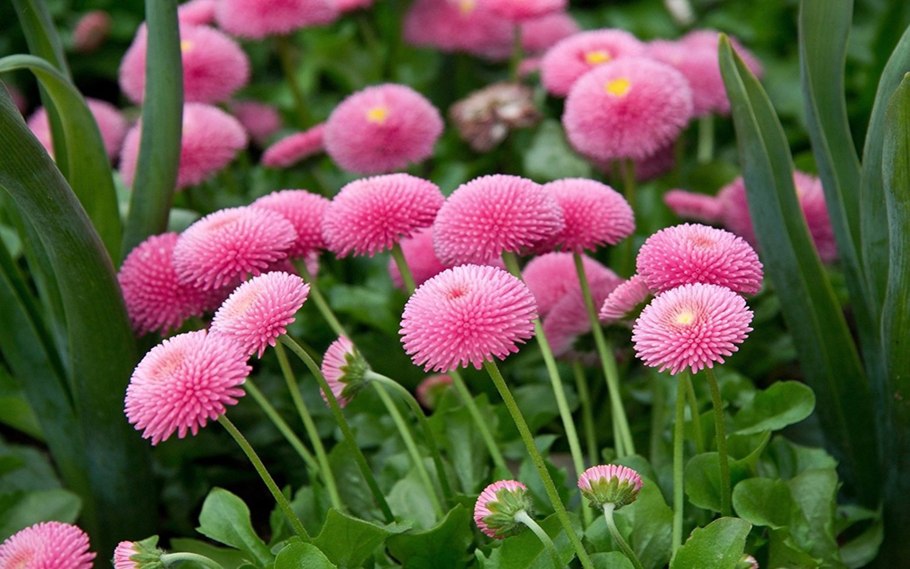 Маргаритка многолетняя Bellis perennis
