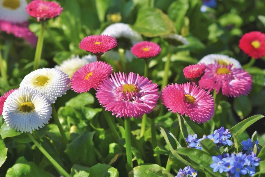 Маргаритка многолетняя Rominette