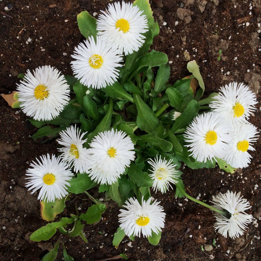 Маргаритка многолетняя Bellis perennis