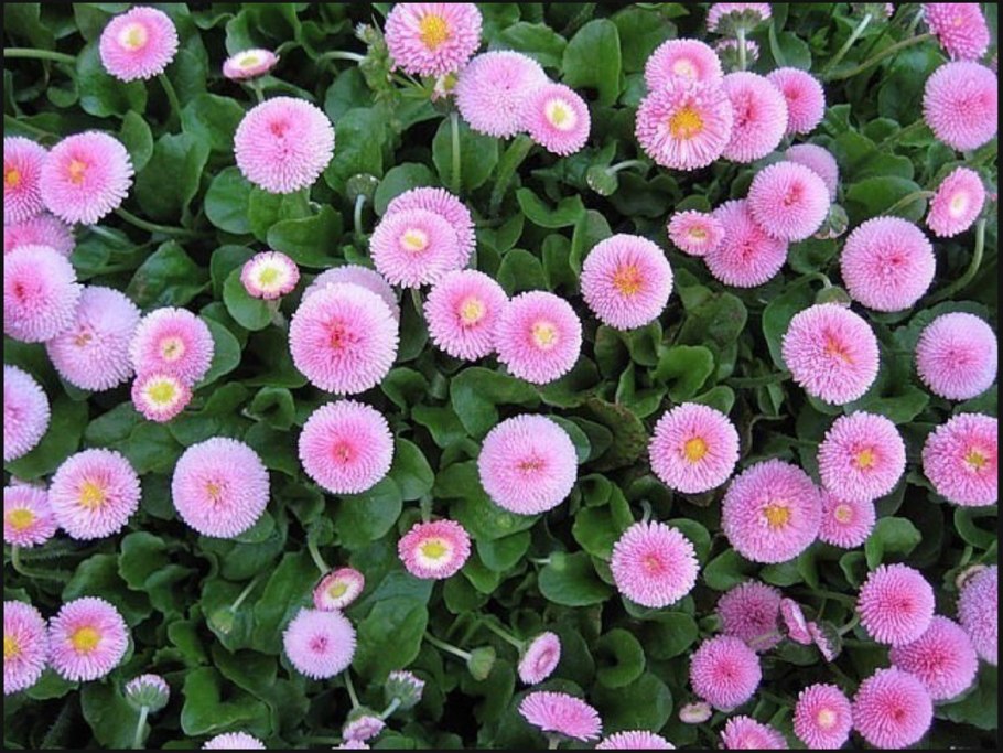 Маргаритка помпонная