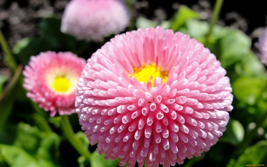 Маргаритка многолетняя Bellis perennis