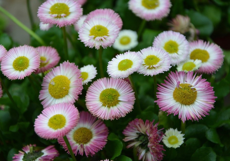 Маргаритка многолетняя Bellis perennis