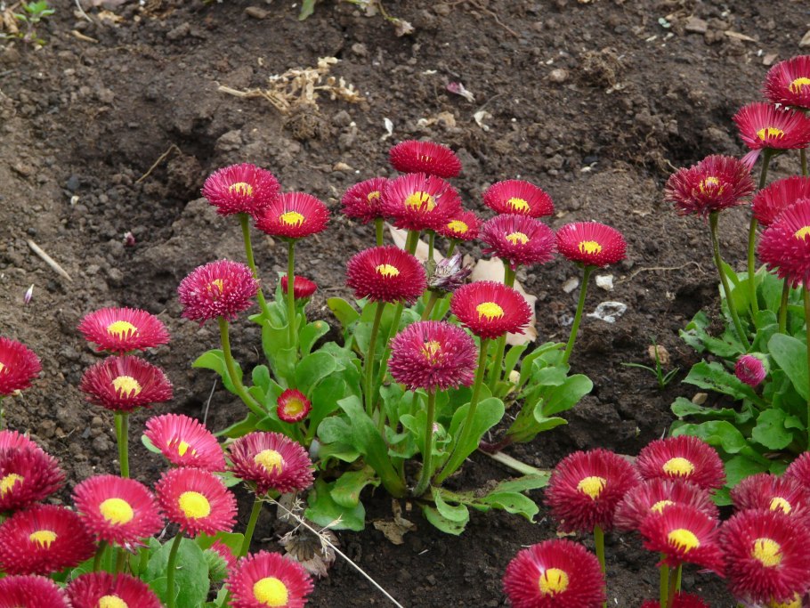 Маргаритки цветы