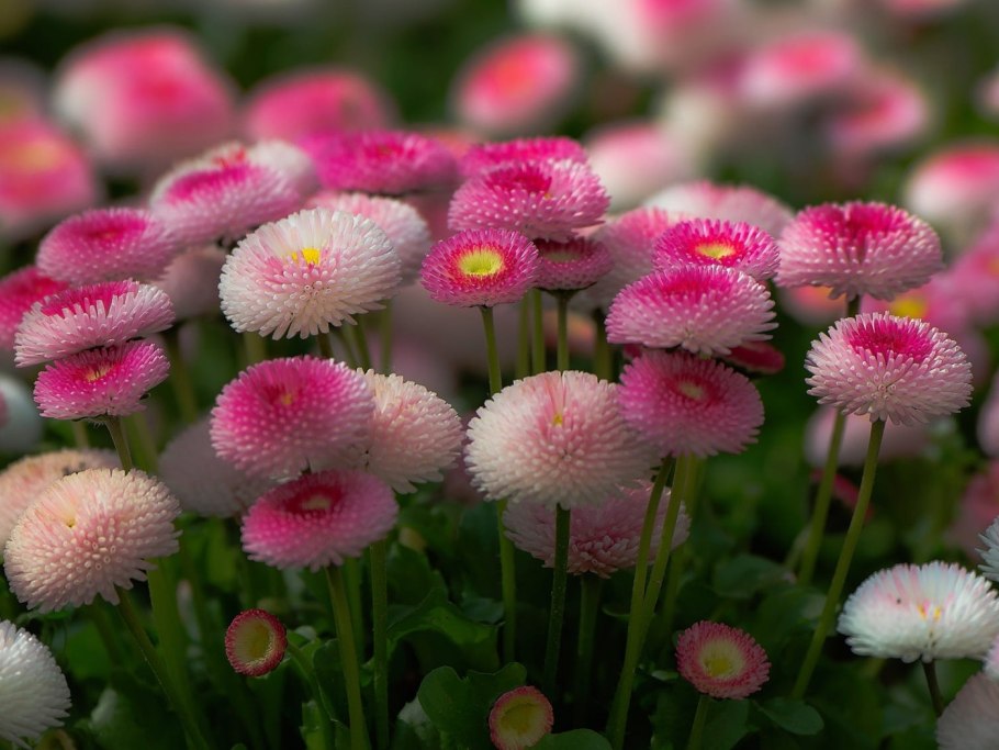 Маргаритка махровая Монтероза