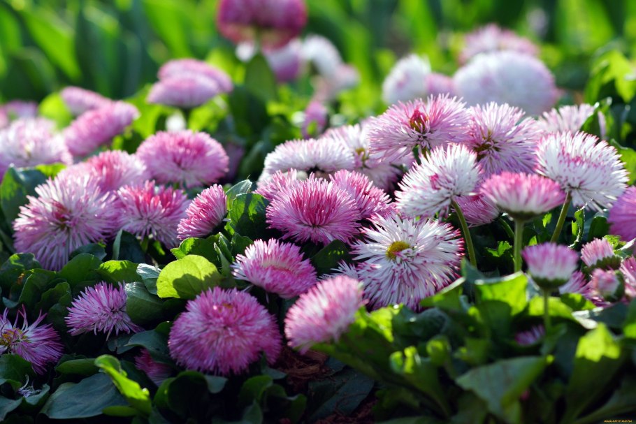 Маргаритка СУПЕРЭНОРМА микс