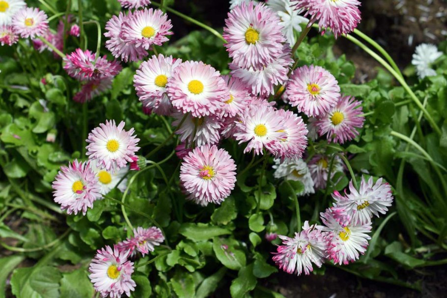 Маргаритка Bellis perennis