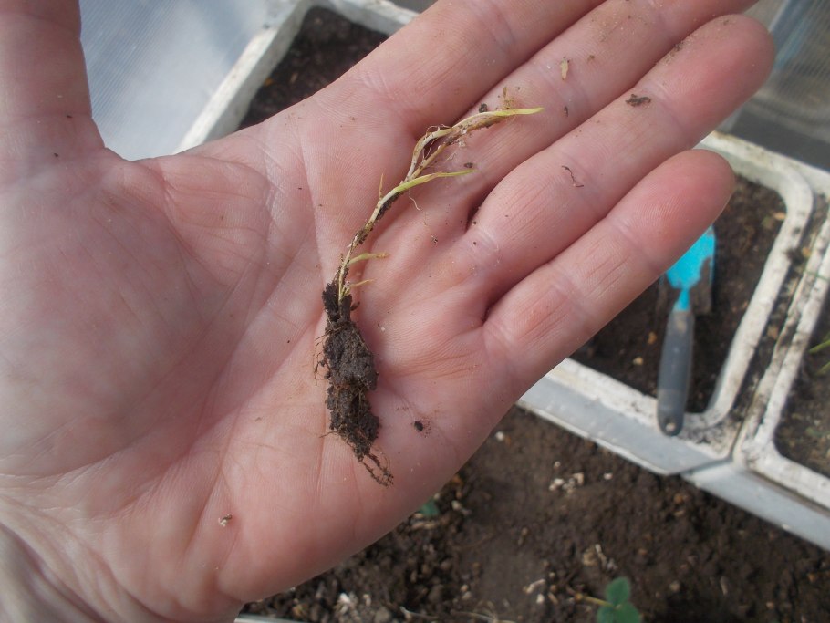 Черенки от Шнайдера