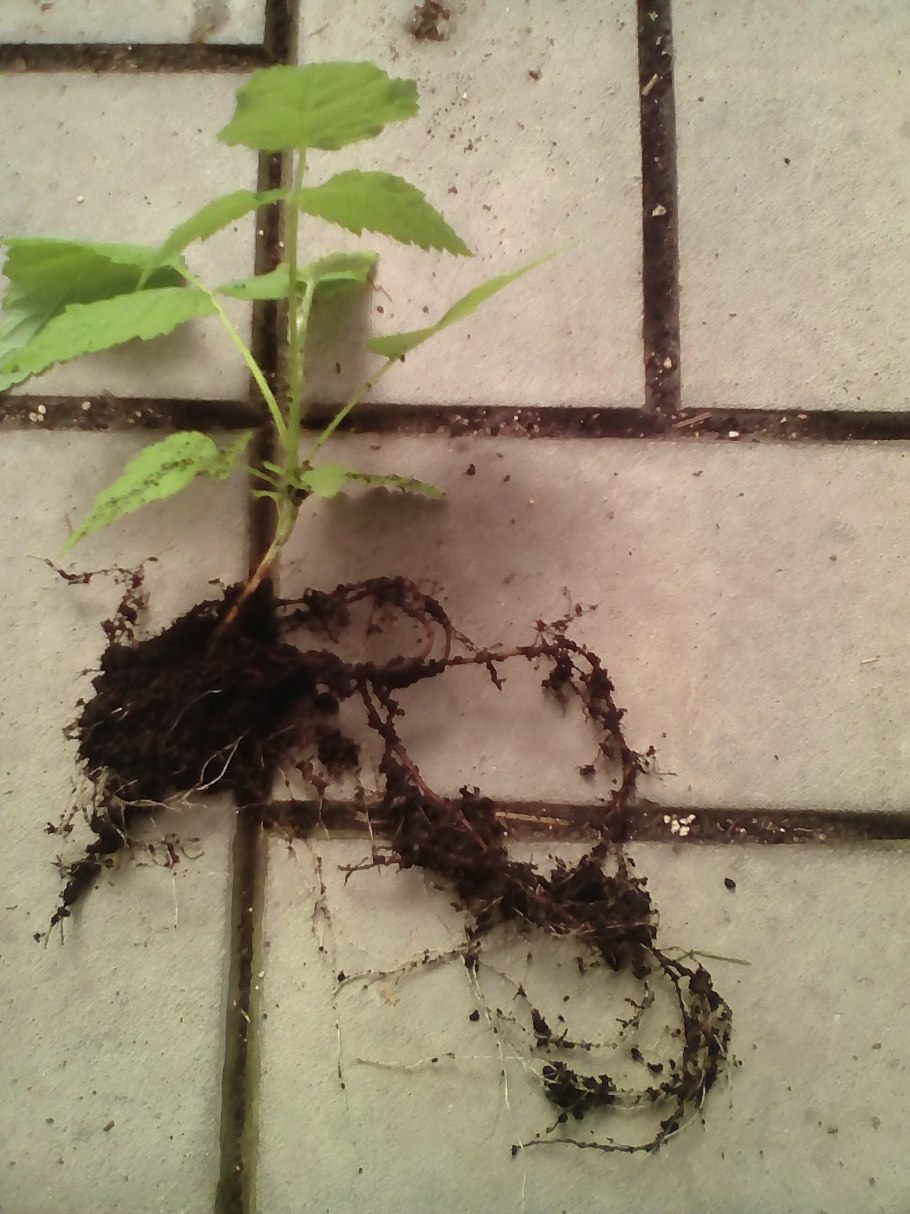 Отводка вегетативное размножение