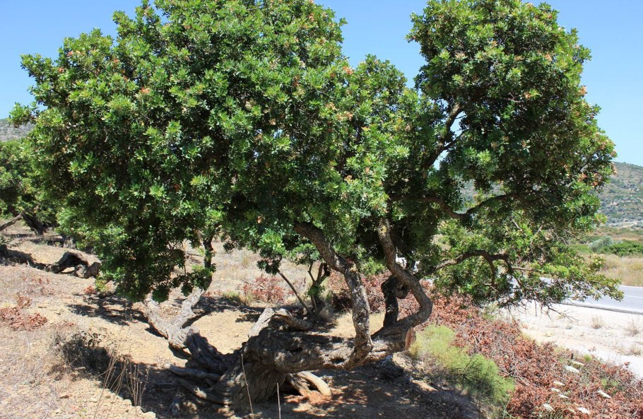 Фисташка туполистная плоды