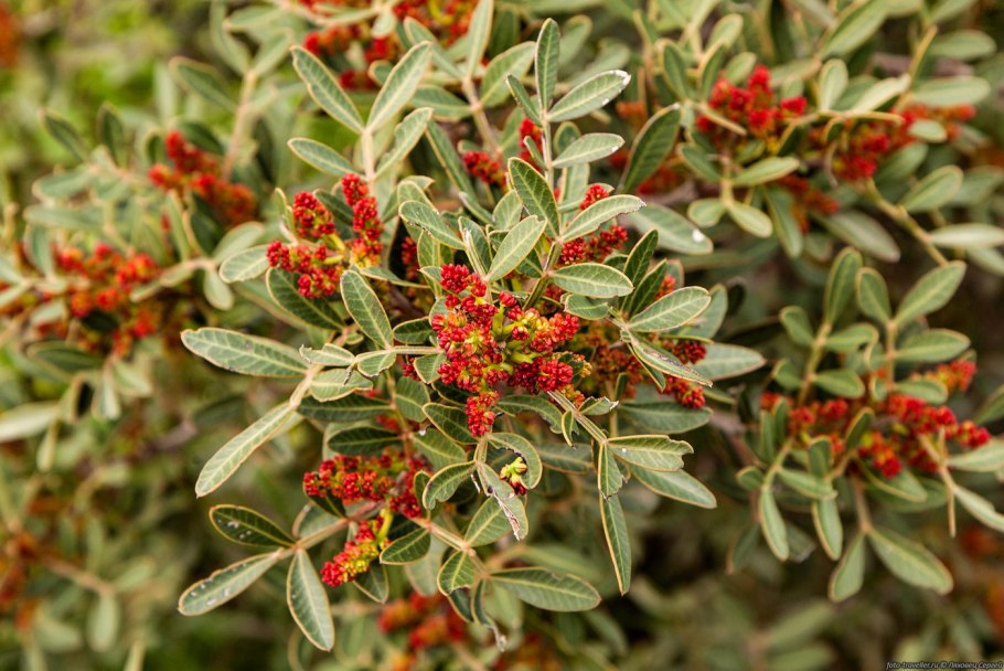 Фисташка туполистная дерево