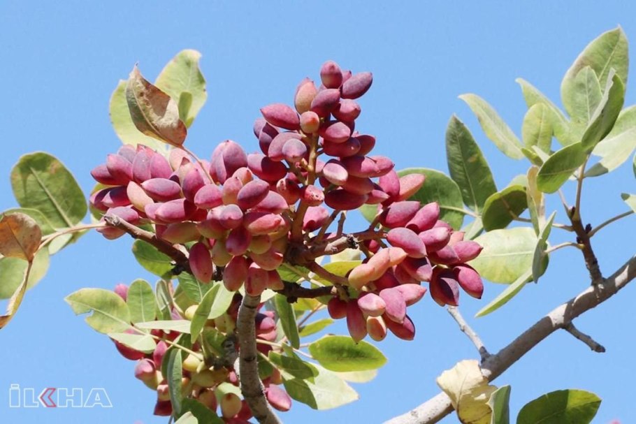 Карадаг фисташка туполистная