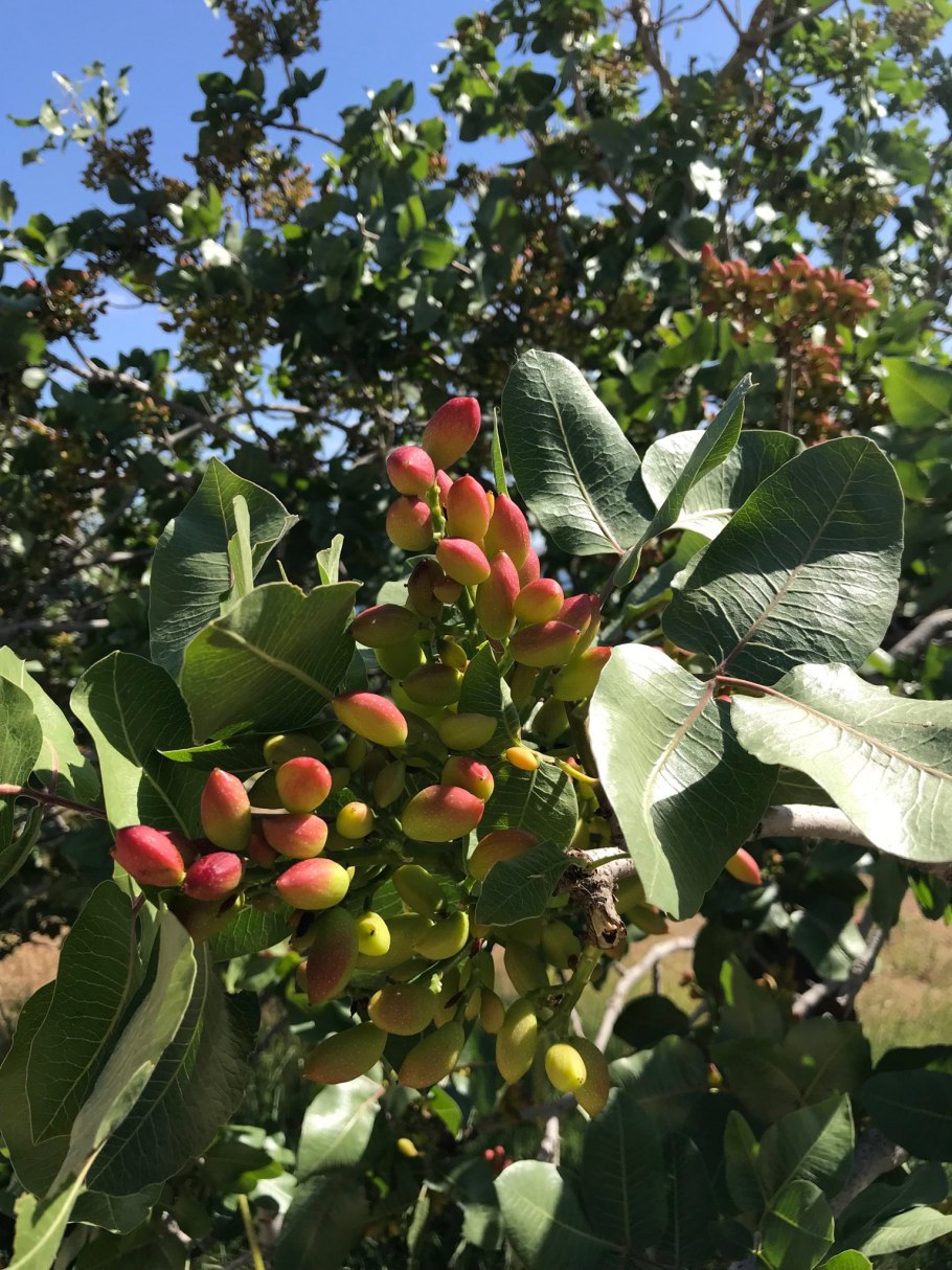 Фисташка лентискус