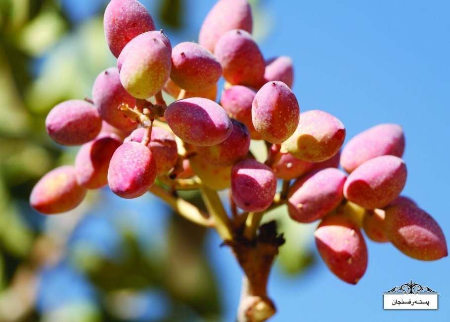 Крымская фисташка дерево