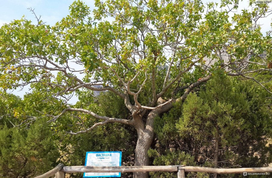 Фисташка туполистная мыс Мартьян