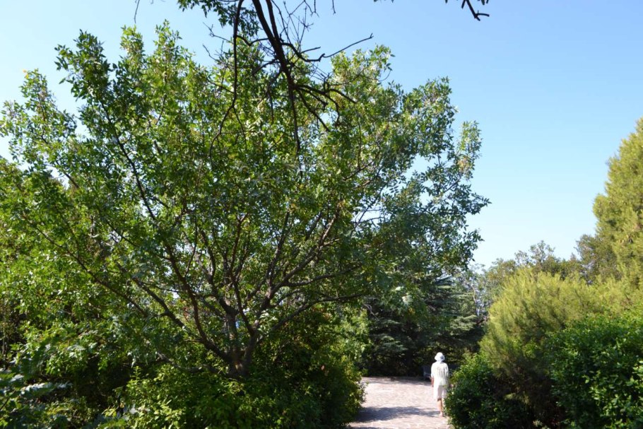 Фисташки ареал